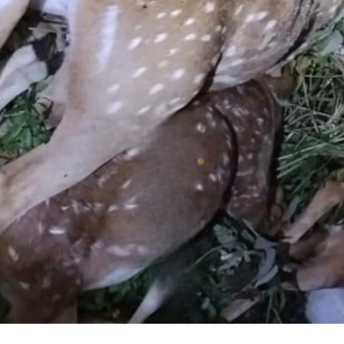 ८ मृग मृत फेला पूर्वी नवलपरासीको वनमा