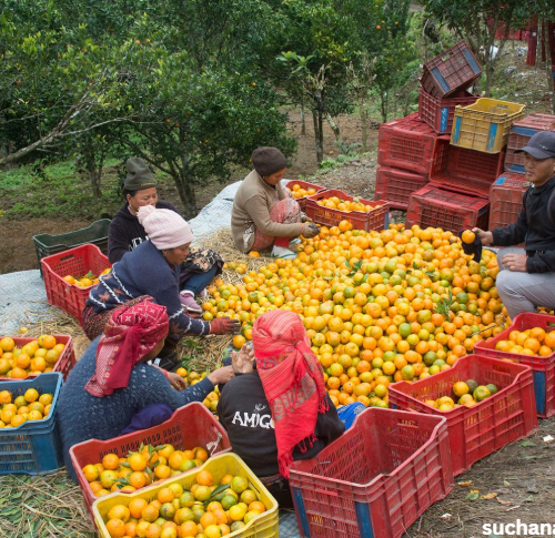 मौसमले ठग्दो रहेछ कृषकलाई 