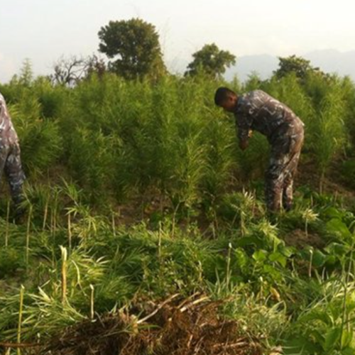 गाँजा फडानी ३० बिघामा लगाएको