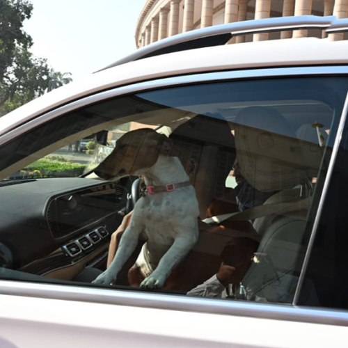 जो बनिरहेको छ भारतको संसदमा विवादको कारण, एक कुकुर