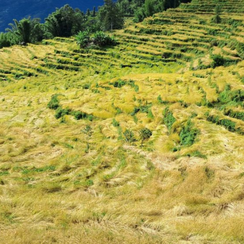 साढे ६ अर्ब बढी क्षति, धान र तरकारीमा धेरै बेमौसमी झरी र बाढीले कृषिमा