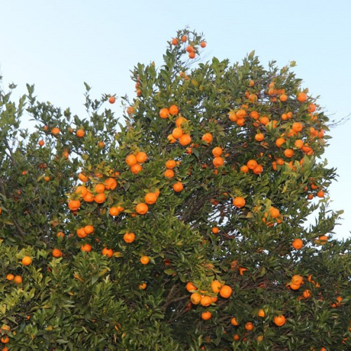सुन्तला बगैँचामा परिणत खरबारी