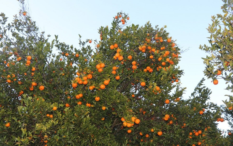 सुन्तला बगैँचामा परिणत खरबारी