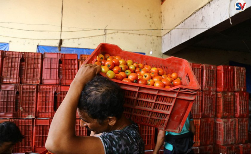 एक सातामा ३२ प्रतिशतसम्म घट्यो गोलभेँडाको मूल्य