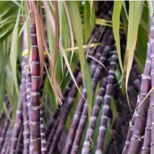 किन असन्तुष्ट छन् किसान ? उखुको मूल्य हालसम्मकै उच्च पाउँदा पनि