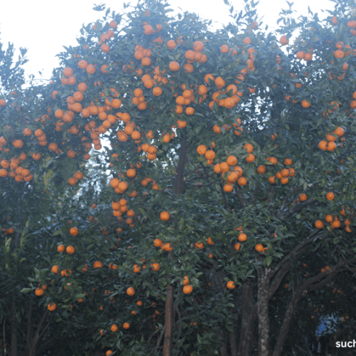 रु दुई करोडभन्दा बढीको सुन्तला बिक्री एउटै गाउँबाट