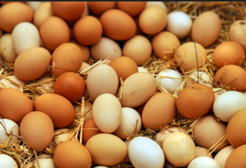 भारी गिरावट अण्डाको मुल्यमा, कारोबार कतिमा हुँदैछ ?