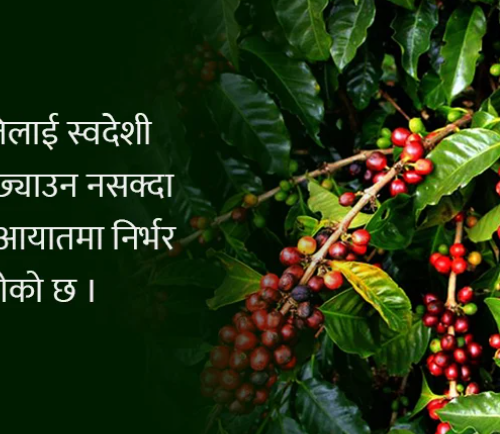 उत्पादन दोब्बर, माग धान्न मुस्किल, आत्मनिर्भर बन्न किन कठिन : कफी