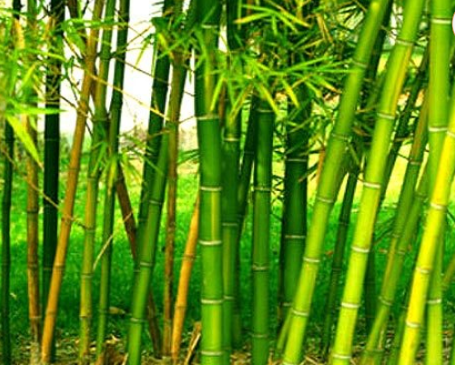 चार हजार बाँसका बिरुवा रोपियो, निन्दा नदी किनारमा बाढी नियन्त्रण गर्न