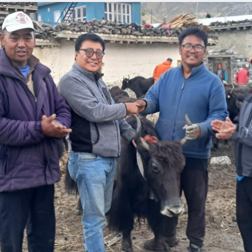  याक र नाक वितरण घरपझोङद्वारा किसानलाई अनुदानमा