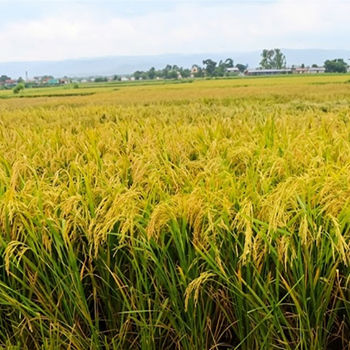 बेलैमा मूल्य तोकिँदा पनि ठगिए किसान, चैते धानमा असफल सरकार