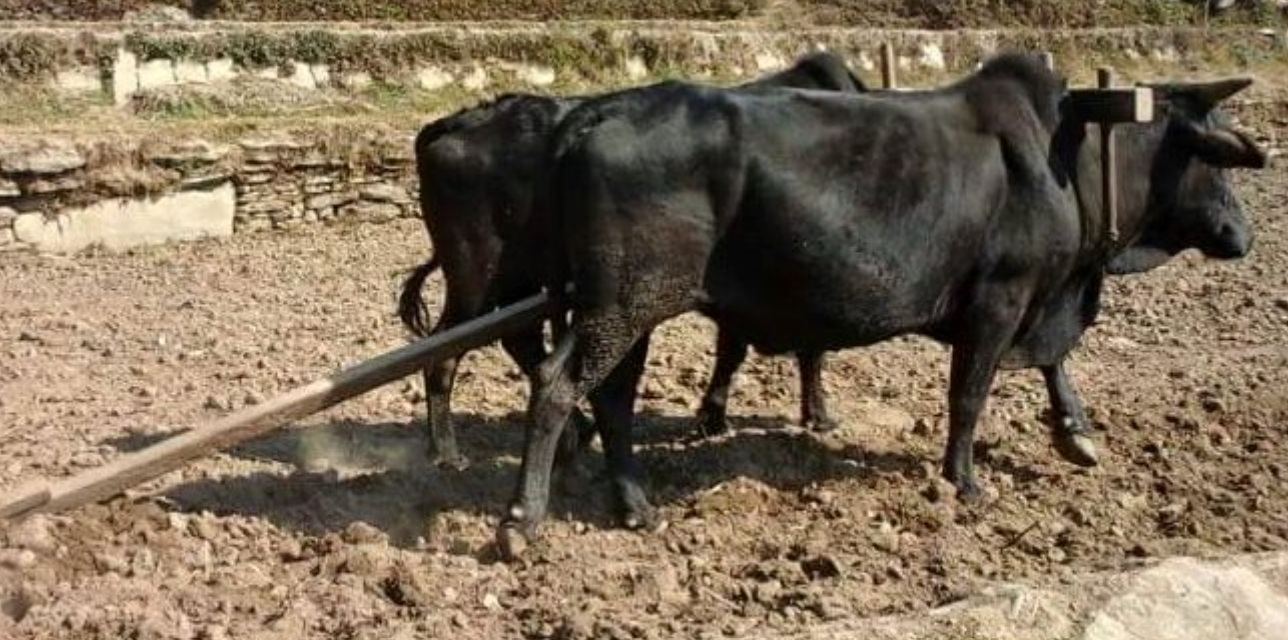 किसानलाई प्रोत्साहन गोरु पाल्ने 