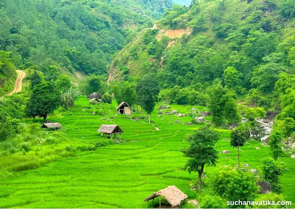 बाँदर आतंकले चिन्ता : पिङवा खोला दोभानमा मंसिरे धानखेती